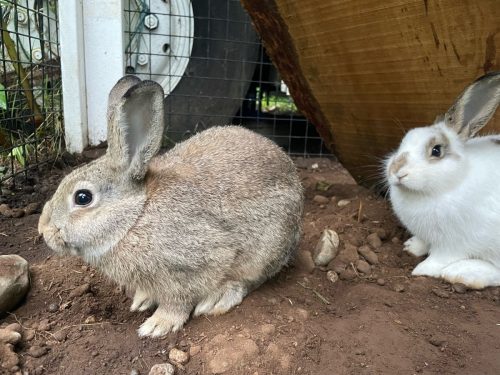 Bunnies