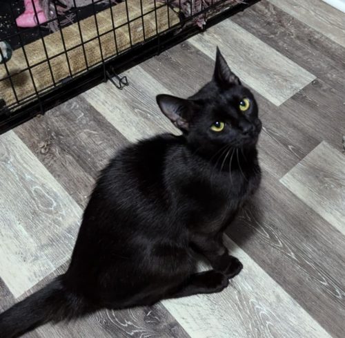 Black Onix
