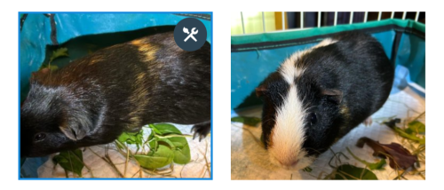 Teddy and Jake