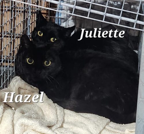 Juliette & Hazel Barn cats
