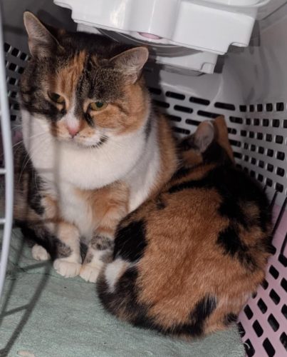 Mocha & Pandora – Barn Cats
