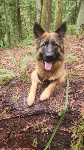 Luna – German Shepherd
