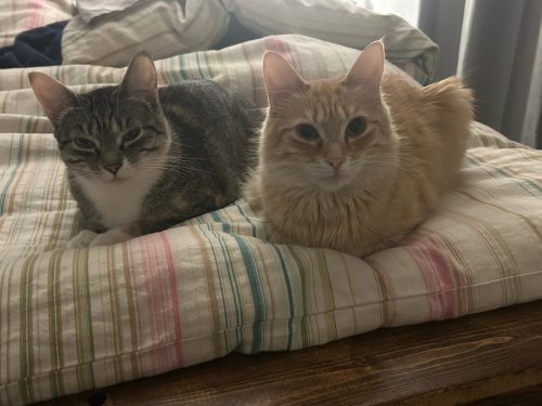 Gypsy and Lola –