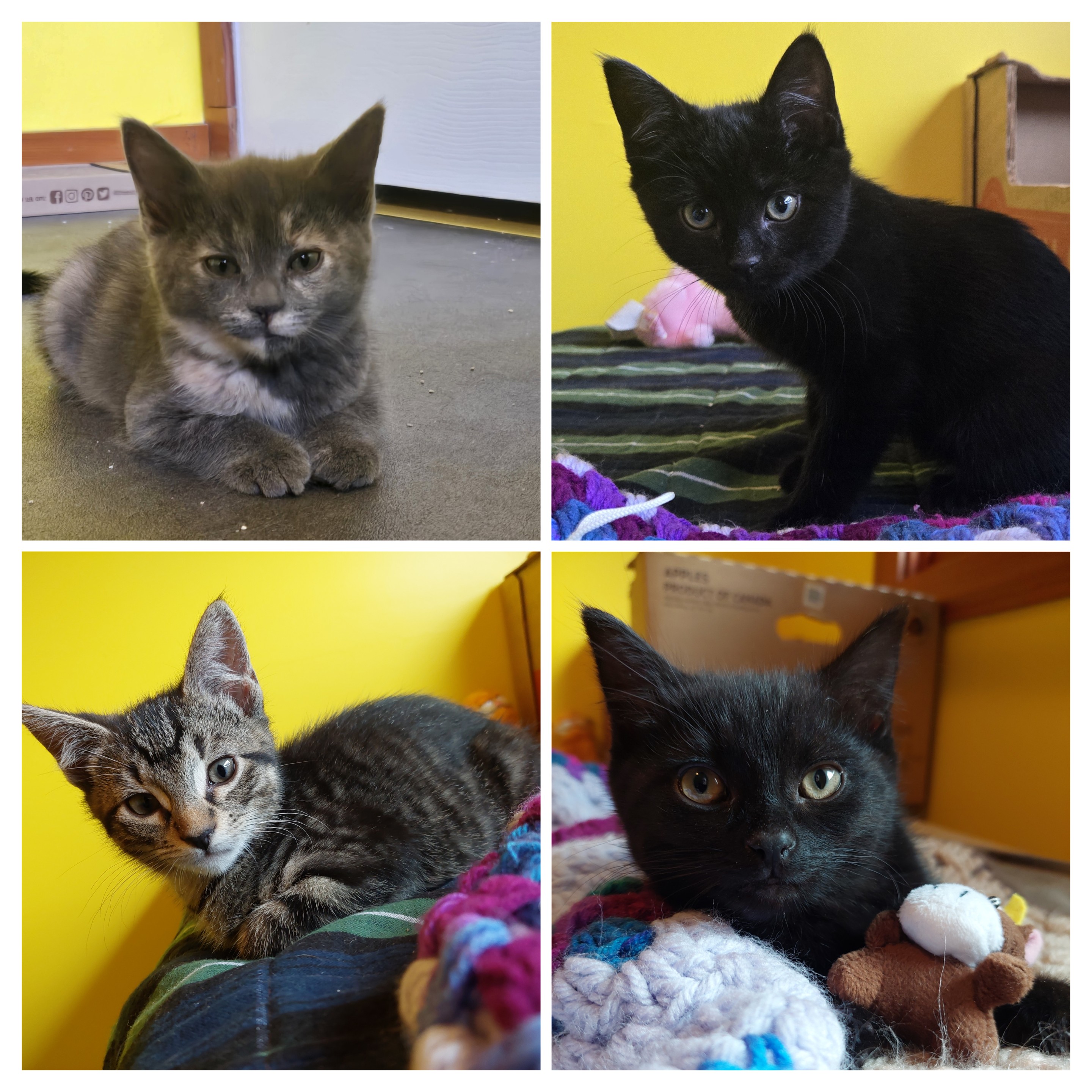 Onyx Storm litter