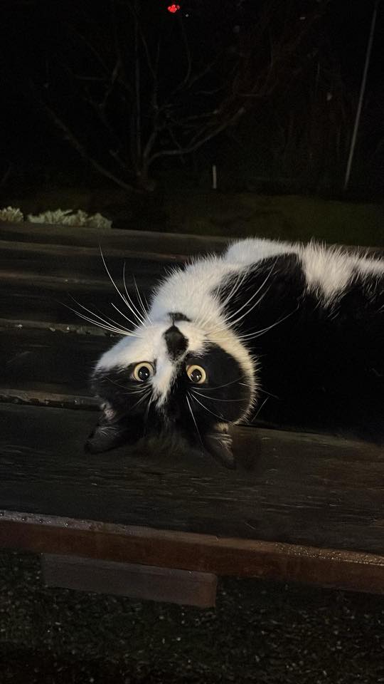 Basil