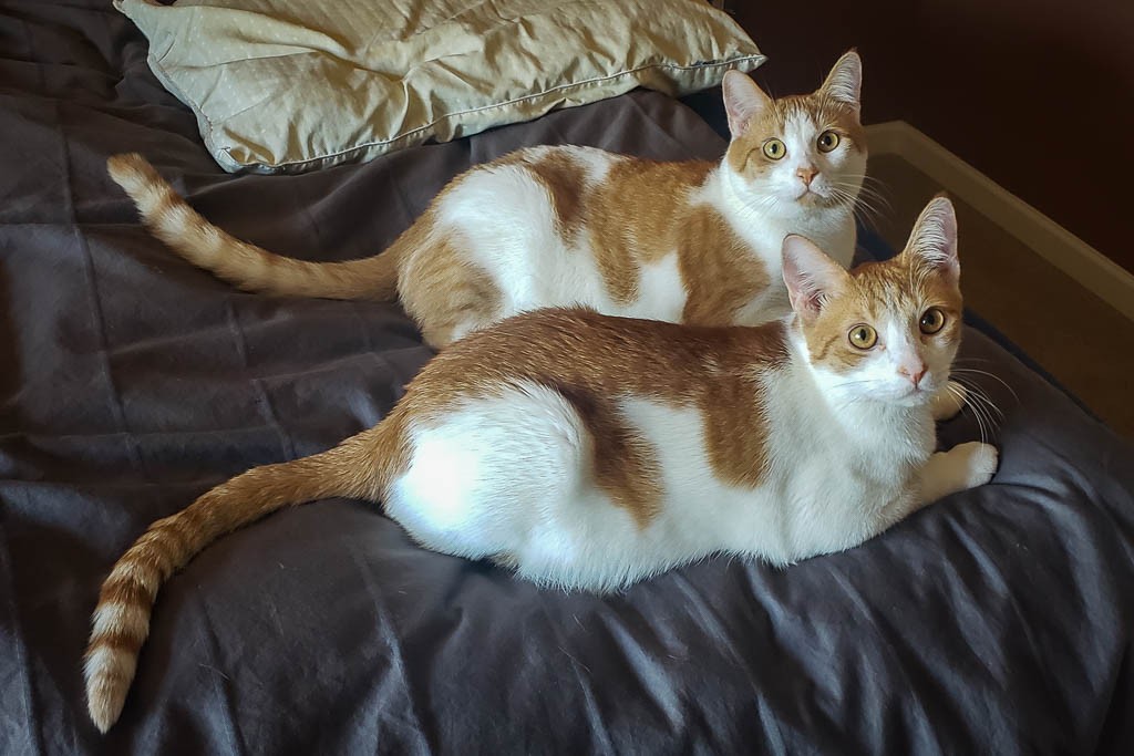 Freddy and Frankie