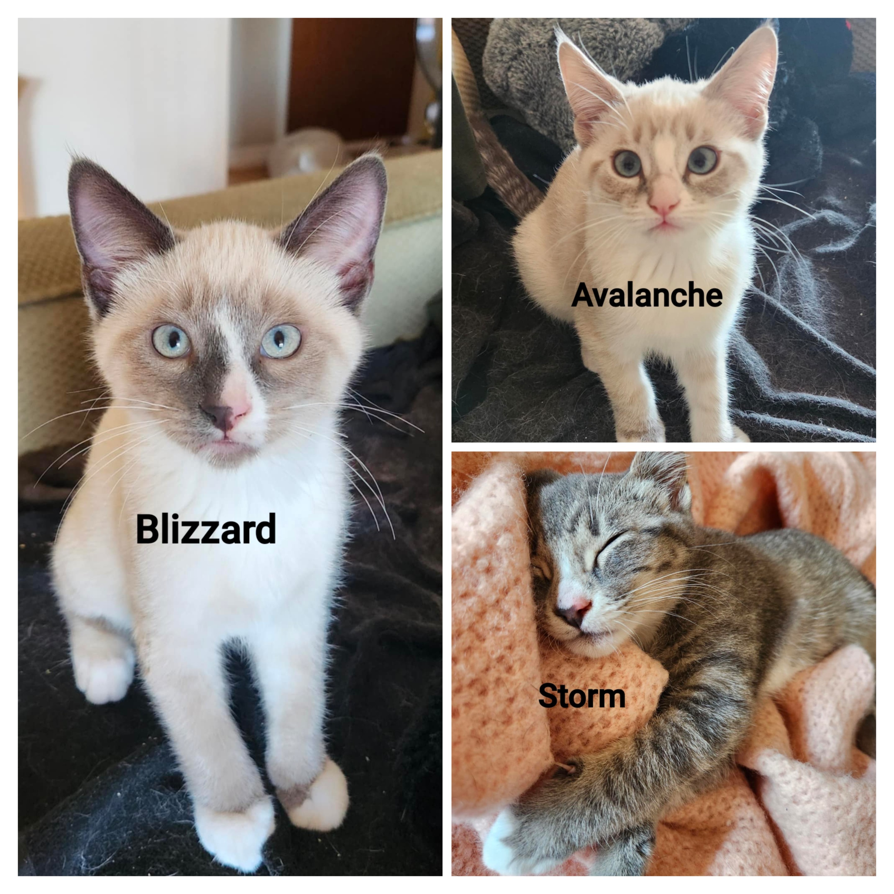Winter Litter!!
