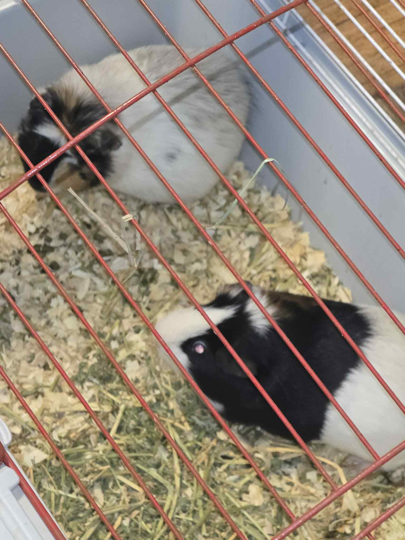 Ariel and Marshmallow