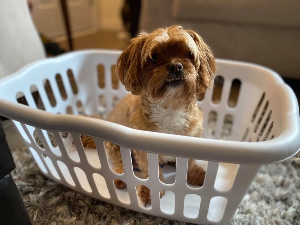 Chewie
