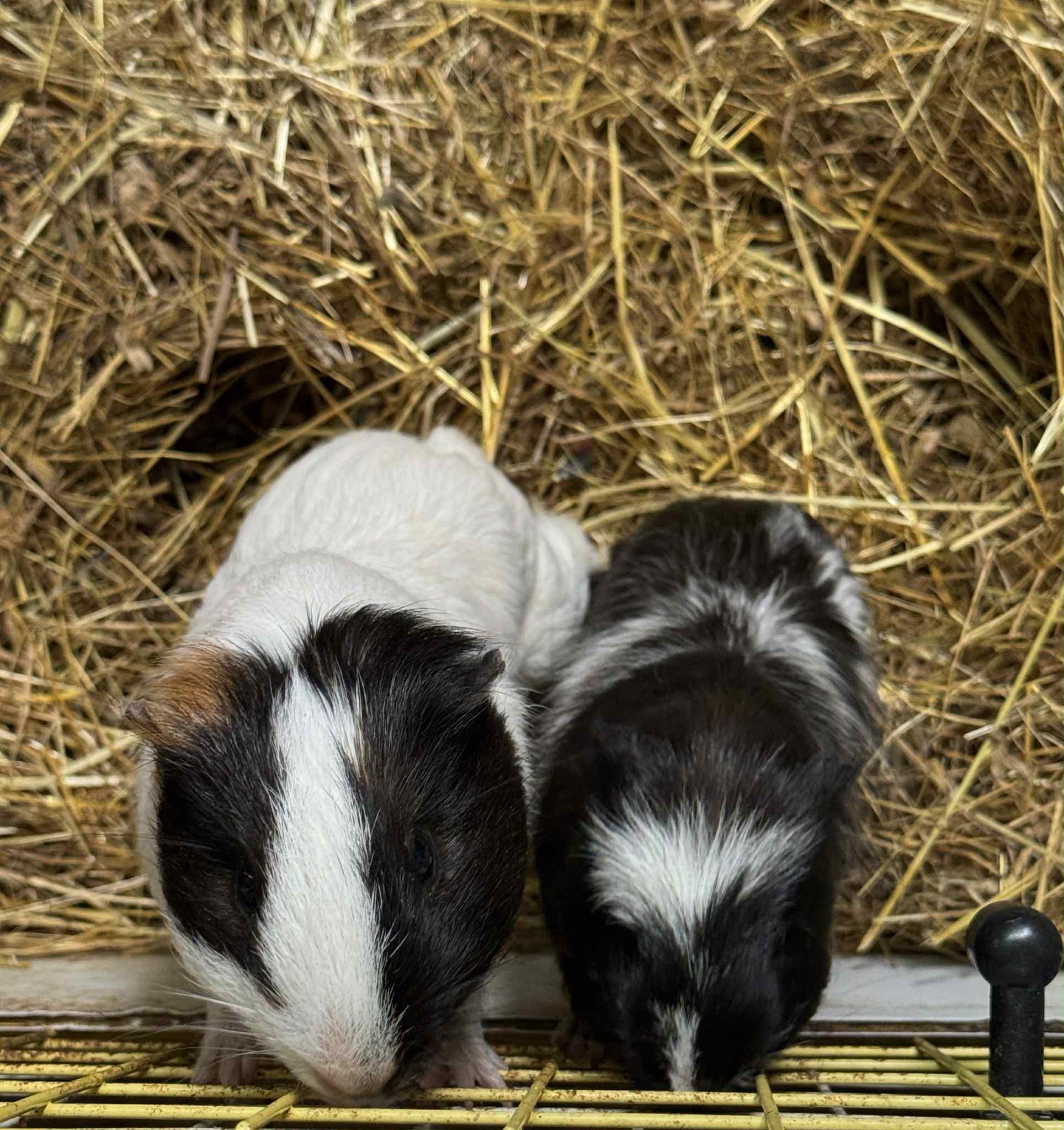 Stinky and potato